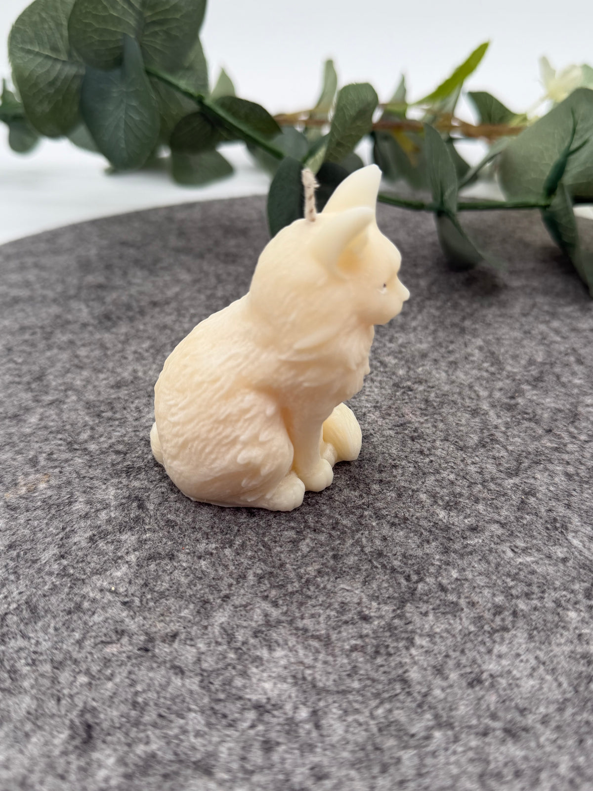Kleine Luna Katze